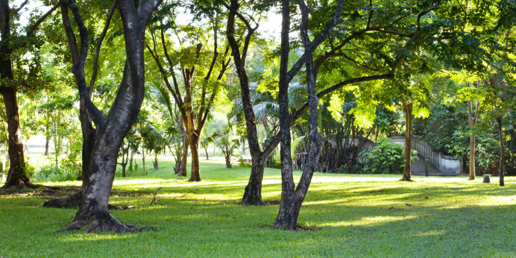 Horto Florestal
