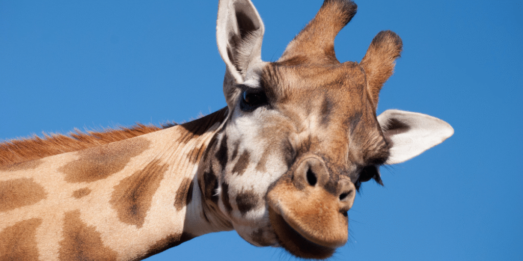 Zoológico de Goiânia