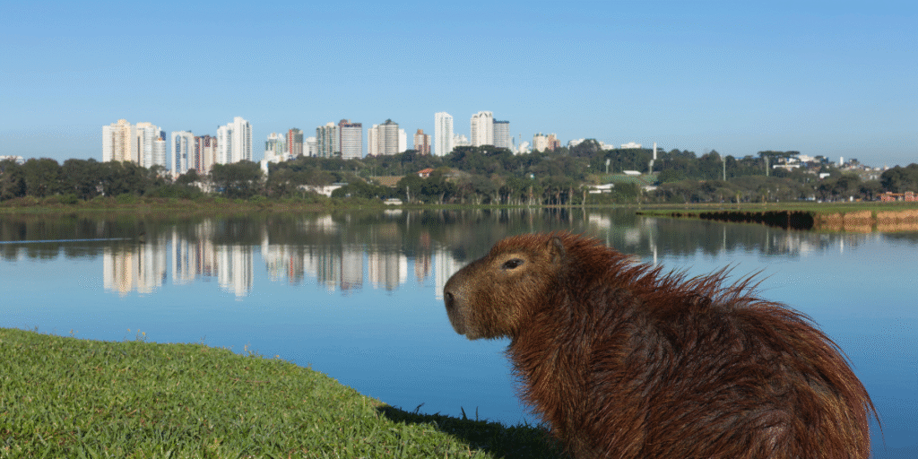 Parque Barigui curitiba
