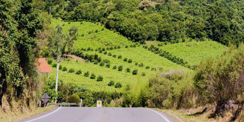 Vale dos Vinhedos