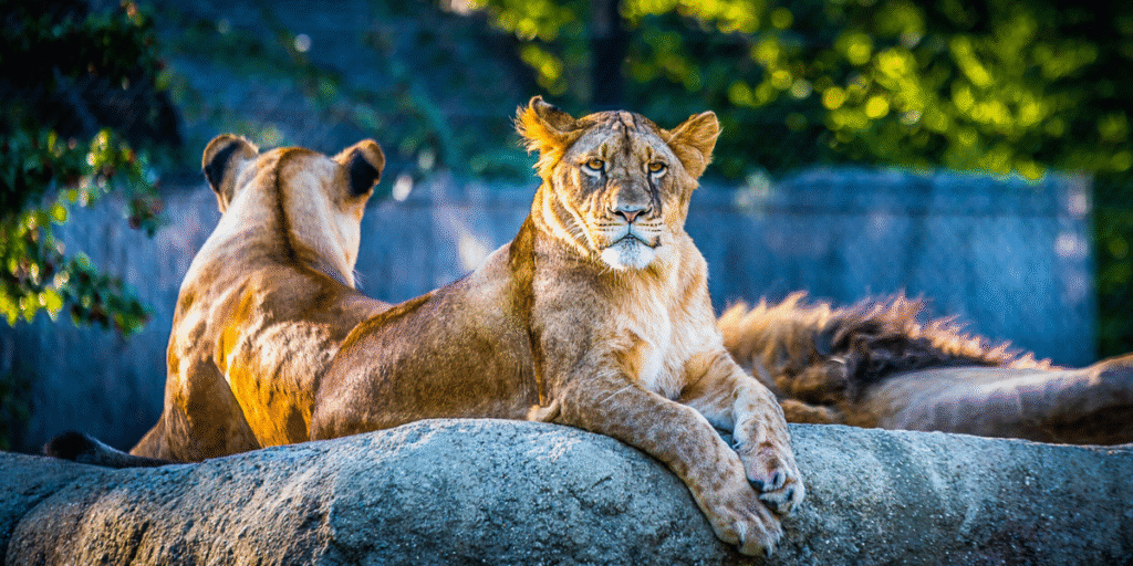 Kansas City Zoo