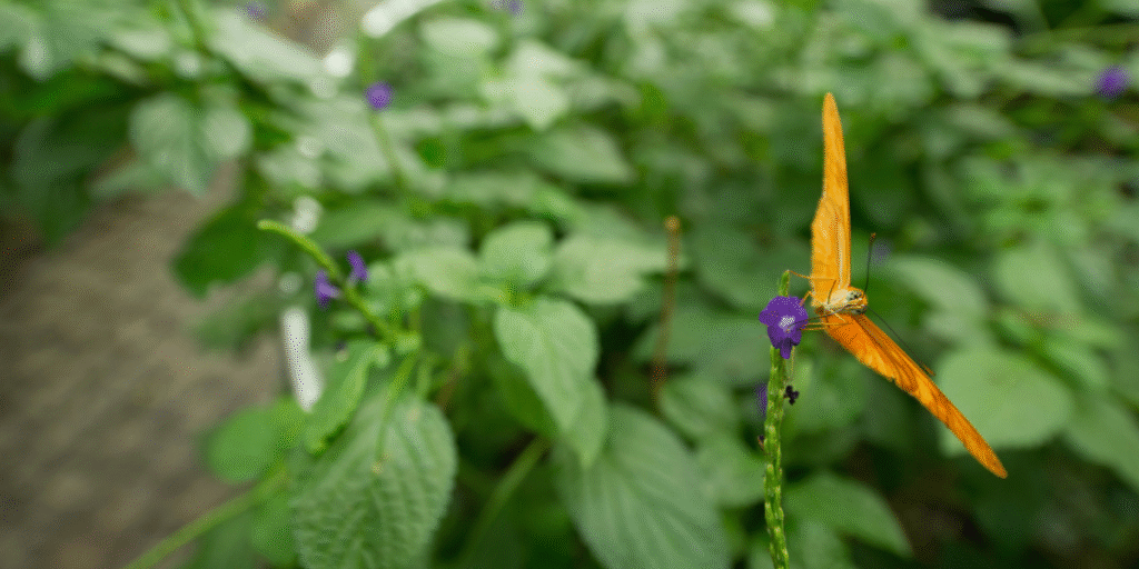 Butterfly Conservatory