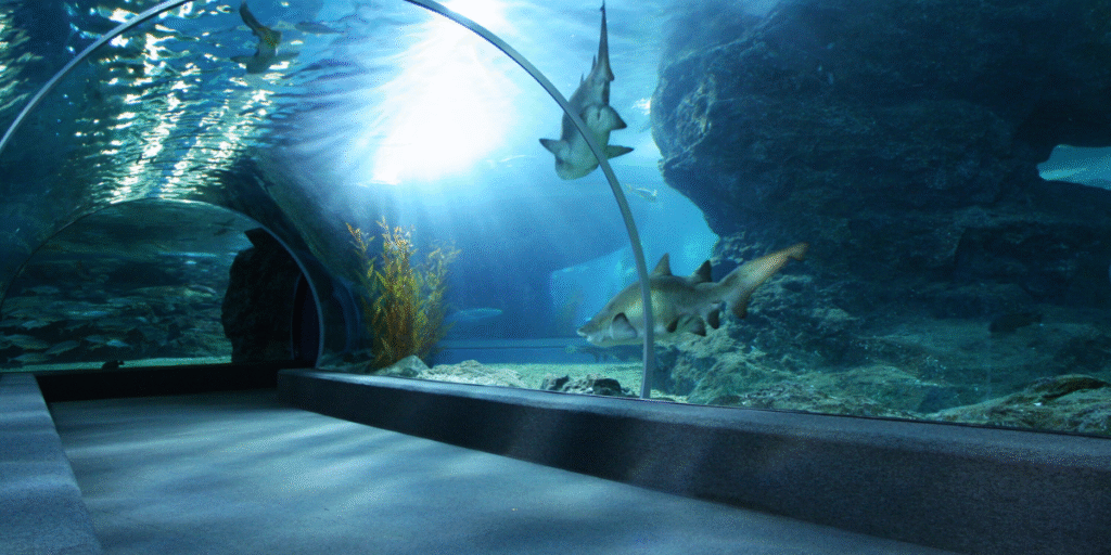 Aquario
