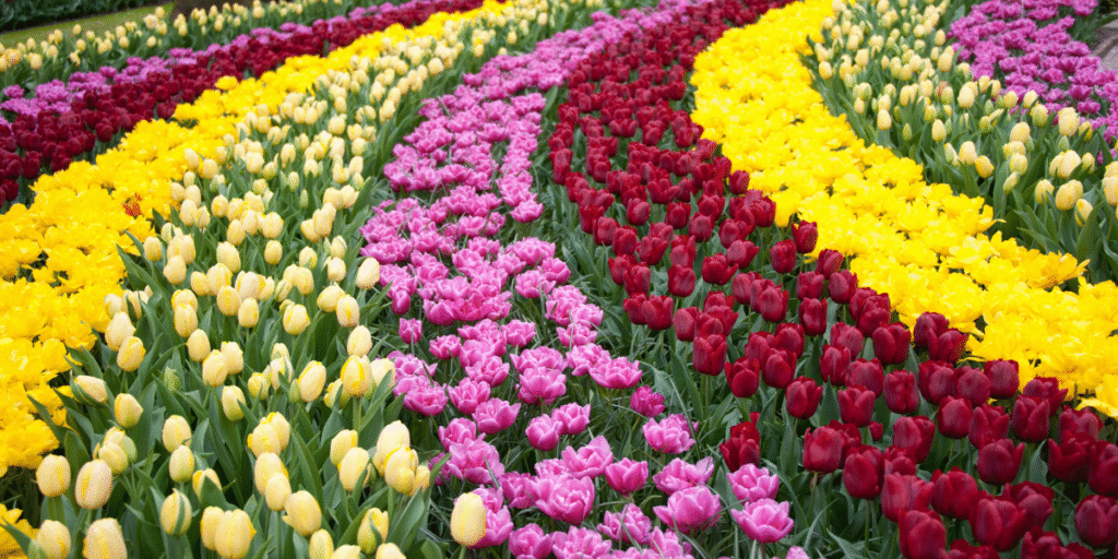 Jardins de Keukenhof