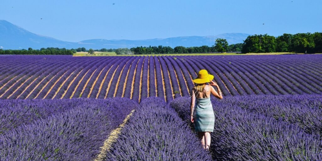Campos de lavanda em Valensole