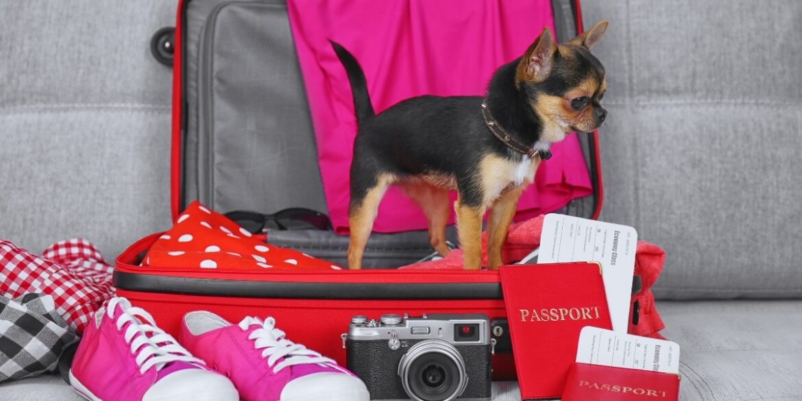 Viajar com pet