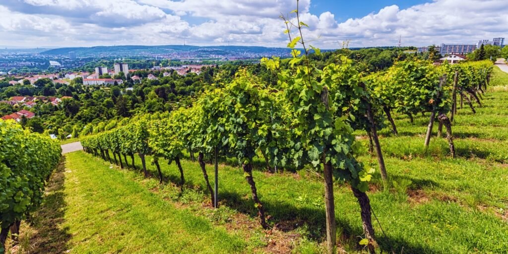 Vinícolas de Stuttgart: tradição e sabor