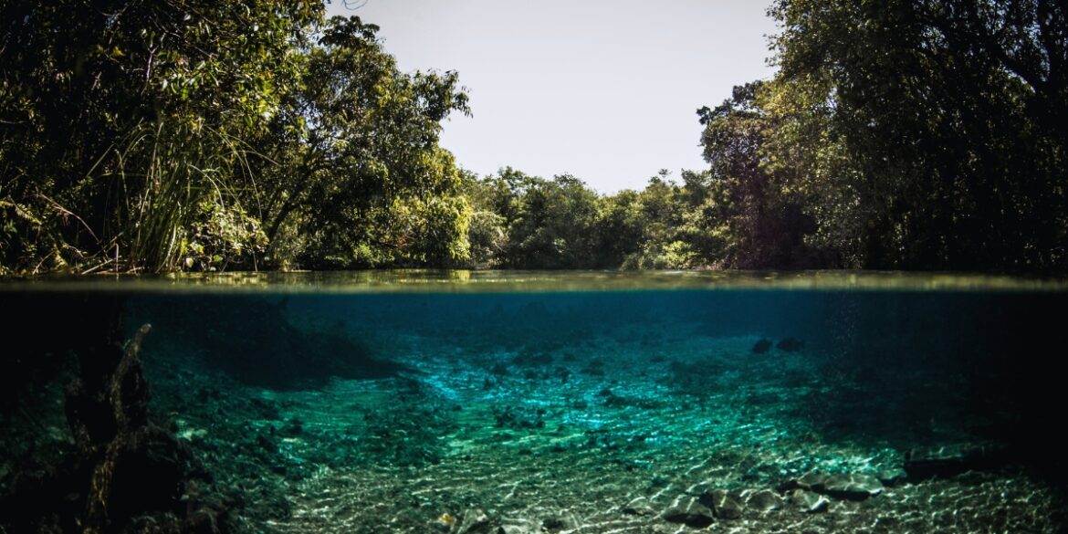 Bonito
