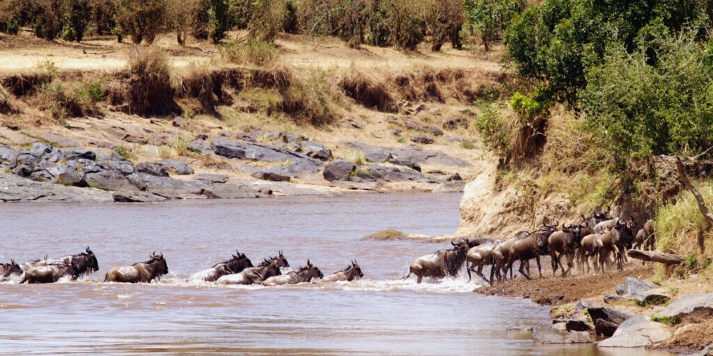 Masai Mara