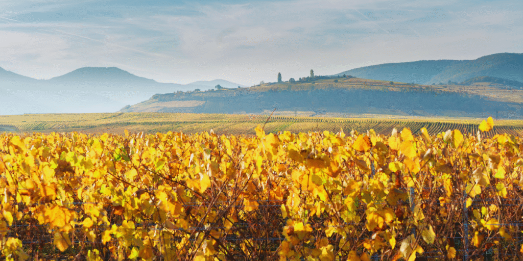 Rota dos Vinhos da Alsácia