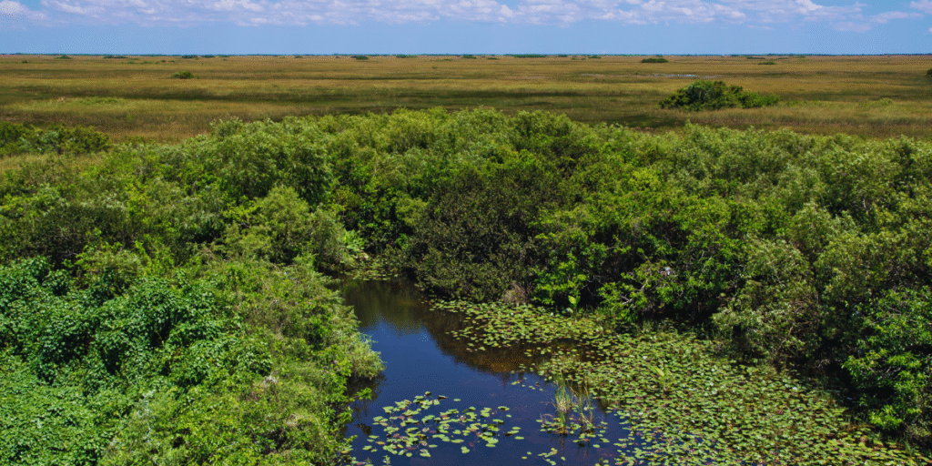 Everglades