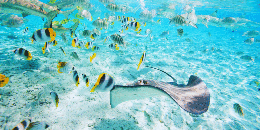 Mergulho com raias e tubarões