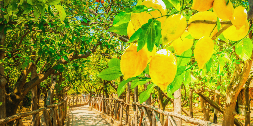 Limoeiros de Sorrento