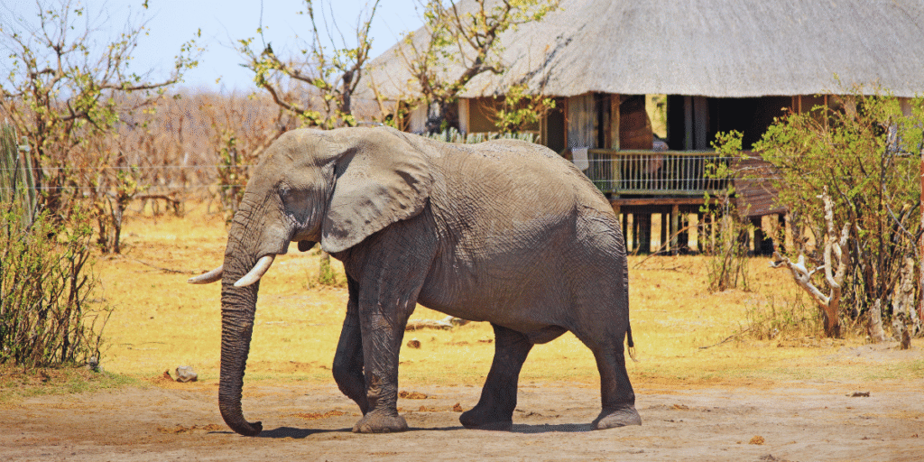 Parque Nacional Hwange