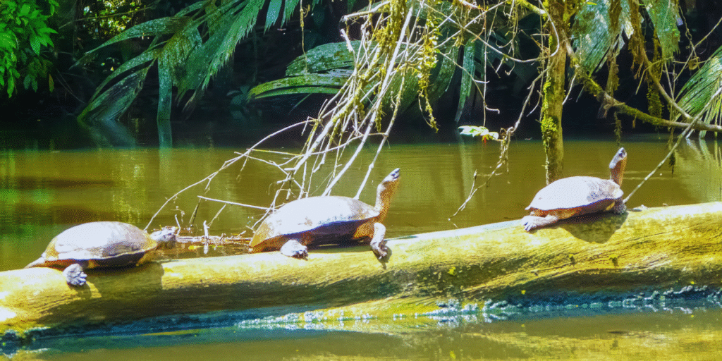 Parques nacionais e reservas